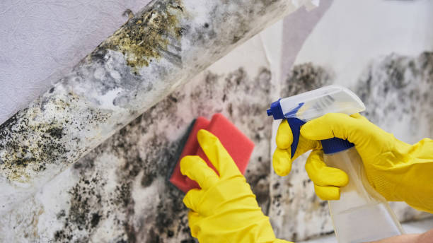 Best Attic Mold Removal  in Spring Hill, TN